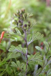 Hymenophyllum peltatum. Sporangia maturing basipetally on receptacles exserted beyond the bivalvate indusia. 
 Image: L.R. Perrie © Leon Perrie 2009 CC BY-NC 3.0 NZ